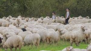 Górale załamują ręce przed majówką. Chodzi o redyki