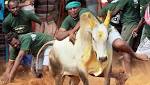 42-Year-Old Gored Death, Injured Jallikattu