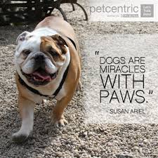 5 Inspirational Pinterest Pet Quotes - Petcentric by Purina via Relatably.com