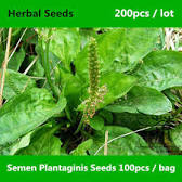 Image result for Semen Plantaginis