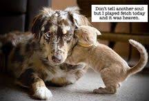 Résultat de recherche d'images pour "cats and dogs living together pictures"