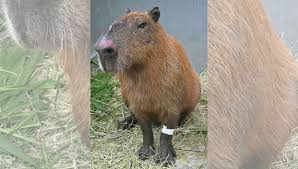 Ibama aplica 1ª multa com base na “lei Orelha” por ataque a capivara
