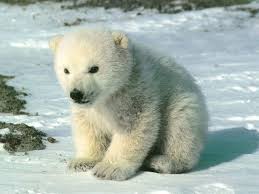 Image result for polar bear