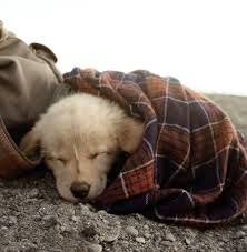 Image result for white puppy in blankets