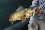 How to Catch Walleye Fishing Tips Techniques