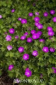 Image result for monrovia green pot