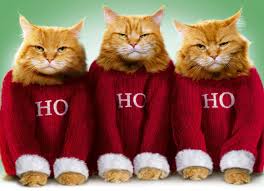 Image result for cats at christmas