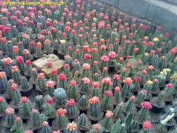 Image result for u202bکاکتوس های گرانقیمتu202clrm;