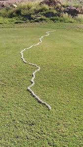 Australia's scariest and weirdest animals