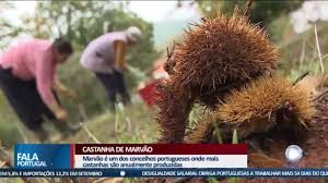 Castanha de Marvão