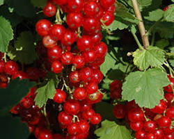 Зображення: Currant plant in greenhouse