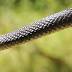 Warm winter brings snake-nado to Coast