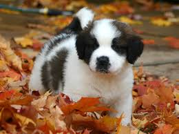 Image result for puppy