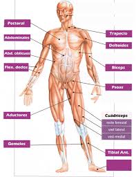 Resultado de imagen para cuerpo humano