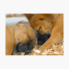 "Sleeping Puppy's" Sticker for Sale by dltphoto | Redbubble