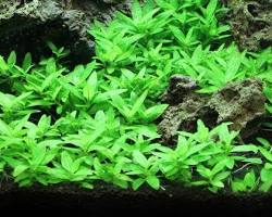Image of Staurogyne Repens used as a foreground plant and midground bush in a planted aquarium