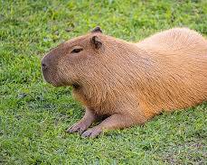 Image of capybara