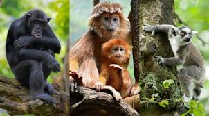 Image result for MONKEYS