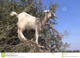 Image result for goat tree