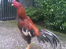 Hasil gambar untuk ayam bangkok