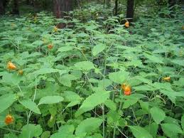 Image result for jewelweed