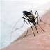 Mosquitoes in three Toledo locations tested positive for West Nile virus