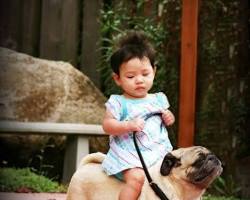 Hình ảnh về Pug dog sitting on a child's lap