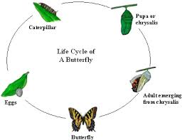 external image images?q=tbn:ANd9GcSlhtjrApf735fJuw5Cyxqn63UIZf453fELfv5rBVcLB0XLcEhtlQ