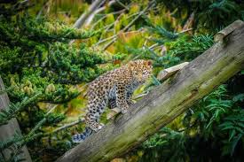 Heartbreak at Yorkshire Wildlife Park: A Cherished Member Lost