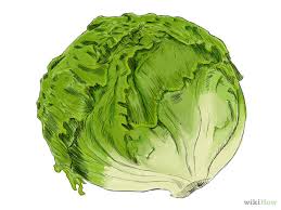 Image result for lettuce