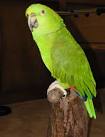 pictures of 2 parrots singing and talking anna