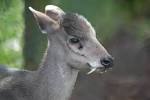 Tufted deer