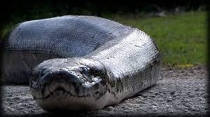 「human roadkill」の画像検索結果