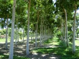 Image result for sagwan image green tree image