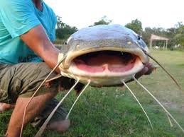 Image result for catfish