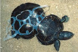 Image result for muerte de peces por contaminacion en los oceanos