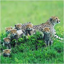Awesome news! Siligi, the female cheetah, welcomed 7 adorable cubs in her third litter. n