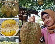 Image of Durian Bawor