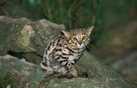 Black-footed cat | species data, conservation. facts, photos