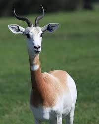 Résultat de recherche d'images pour "dama gazelles"