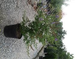 Tetradium daniellii var. hupehensis에 대한 이미지 검색결과