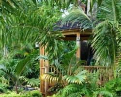 Hình ảnh về Koi Pond in Tropical Garden Design