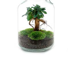 Image of Ficus Ginseng bonsai tree in a terrarium