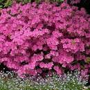 Azale japonaise amoena ou azalea japonica mauve amoena