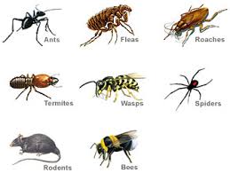 Image result for pest control pictures