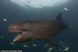 external image images?q=tbn:ANd9GcSmmGCxFANiZsYYyqMgrnsjcjCpECcLatHxxriPq9J7q6b8OsMb