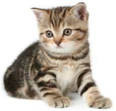Image result for cats