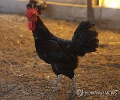 연합뉴스 - News update
