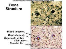 Image result for bone tissue