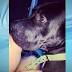 Security guard fatally shoots family's dog at Honolulu airport